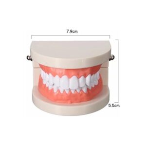 Dentier d'Essai - Modèle Dentaire Pédagogique